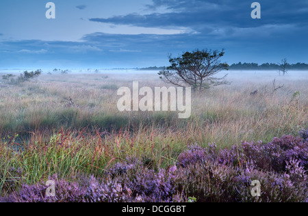 rosa Heidekraut Blumen auf Sumpf im nebligen Morgen Stockfoto