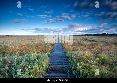 blauer Himmel Holzweg durch Sümpfe, Fochteloerveen, Niederlande Stockfoto