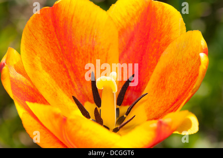 Nahaufnahme von roten und gelben Tulpen auf grünem Hintergrund Stockfoto