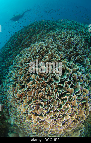 Taucher Kohl Coral Berg (Turbinaria Reniformis), Gorontalo, Indonesien. Auch bekannt als Schriftrolle Coral. Stockfoto