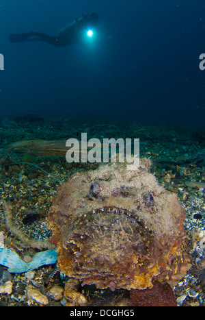 Ein Taucher auf einer riesigen Steinfisch (Synanceia verzweigt), schaut Gorontalo, Sulawesi, Indonesien. Stockfoto