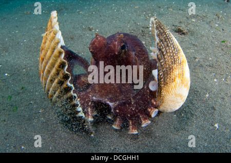 Eine Kokosnuss Oktopus, Lembeh Strait, Sulawesi, Indonesien. Stockfoto