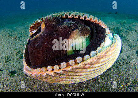 Eine Kokosnuss Oktopus, Lembeh Strait, Sulawesi, Indonesien. Stockfoto