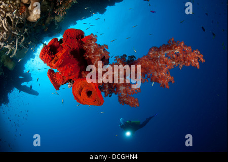 Taucher schaut auf eine helle rote Weichkorallen und Schwamm hängen von einer Höhle Stockfoto