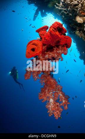 Taucher blickt auf eine helle rote Weichkorallen und Schwamm hängen von einer Höhle. Stockfoto