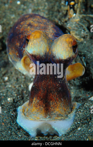 Die Tag-Krake (Octopus Cyanea) auf vulkanischen Sand, Lembeh Strait, Indonesien. Stockfoto