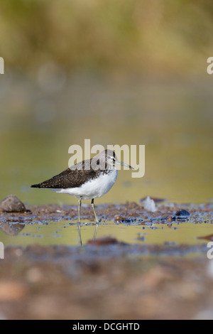 Grüne Flussuferläufer, Tringa Ochropus, einziger Vogel im Wasser, Warwickshire, August 2013 Stockfoto