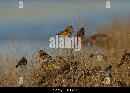 Berghänfling (Zuchtjahr Flavirostris) Stockfoto