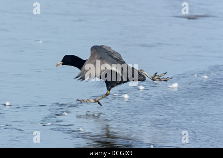 Eurasische Blässhuhn (Fulica Atra) läuft auf dem Eis Stockfoto