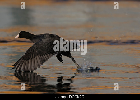 Eurasische Blässhuhn (Fulica Atra) rennt auf dem Wasser vor Stockfoto