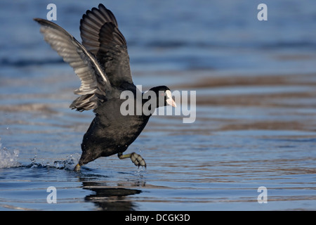 Eurasische Blässhuhn (Fulica Atra) rennt auf dem Wasser vor Stockfoto