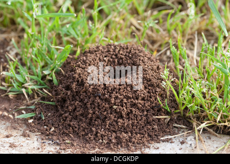 Harvester Ameise, Ameisen, Formicary, Getreideameise, Ameisennest, Ameisen-Nest, Nest, Ernteameise, Messor spec. Stockfoto