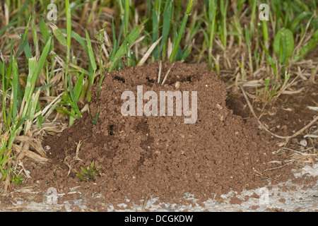 Harvester Ameise, Ameisen, Formicary, Getreideameise, Ameisennest, Ameisen-Nest, Nest, Ernteameise, Messor spec. Stockfoto