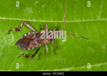 Westlichen Nadelbaum-Samen-Bug, Amerikanische Kiefernwanze, Amerikanische Zapfenwanze Leptoglossus occidentalis Stockfoto