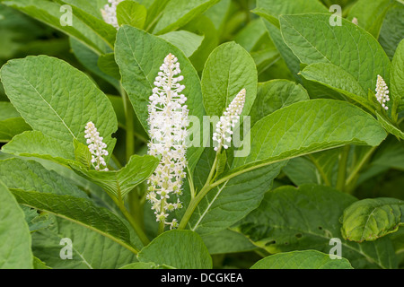 Indische Poke, indische, asiatische pokeweed kermesbeere, essbare, kermesbeere Phytolacca esculenta, phytolacca acinosa Stockfoto