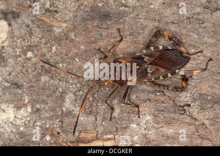 Westlichen Nadelbaum-Samen-Bug, Amerikanische Kiefernwanze, Amerikanische Zapfenwanze Leptoglossus occidentalis