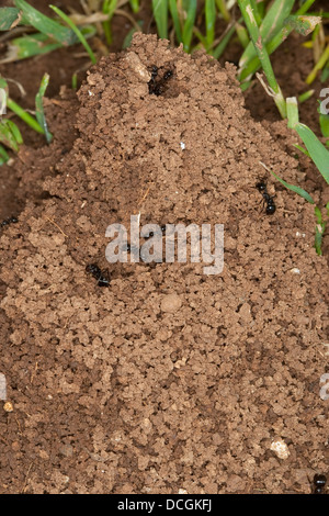 Harvester Ameise, Ameisen, Formicary, Getreideameise, Ameisennest, Ameisen-Nest, Nest, Ernteameise, Messor spec. Stockfoto