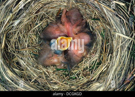 Amsel, eurasische Amsel, Küken, Küken, Poult, Amsel, Schwarzdrossel, Drossel, Küken, Nest, Turdus Merula, Merle Noir Stockfoto