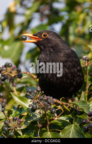 Amsel, eurasische Amsel, Männlich, Amsel, Drossel, Schwarzdrossel, Männchen, Turdus Merula, Merle Noir Stockfoto