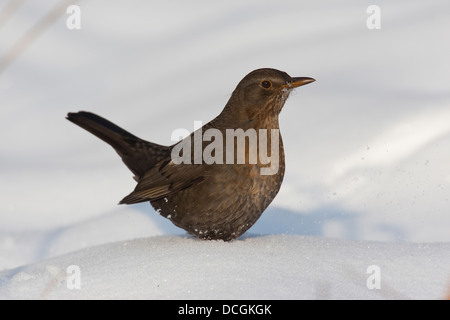 Amsel, eurasische Amsel, Weiblich, Schwarzdrossel, Amsel, Drossel, Weibchen, Turdus Merula, Merle Noir, Schnee, Winter Stockfoto