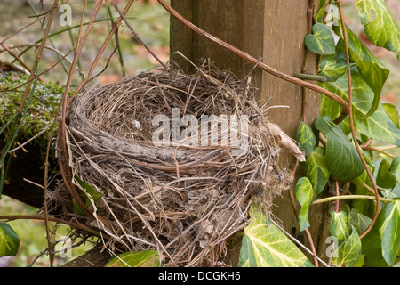 Amsel, nest, Gelege, Nest, Schwarzdrossel, Schwarz-Drossel, Amsel, Drossel, Turdus Merula Stockfoto