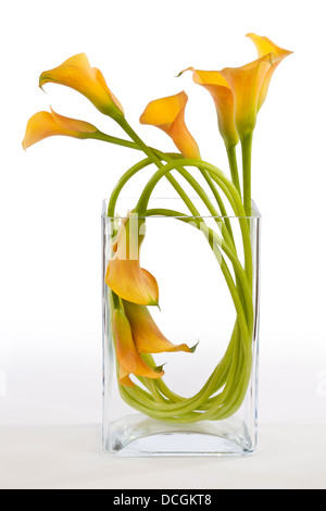 Orange-Calla-Lilien in einer Vase auf einem weißen Hintergrund angeordnet Stockfoto