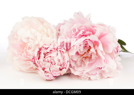 Drei Pfingstrose Blumen auf weißem Hintergrund Stockfoto