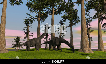 Große Brachiosaurus Dinosaurier Weiden unter den Bäumen. Stockfoto