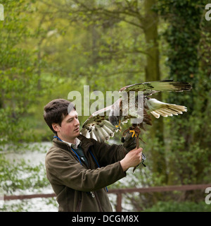 Umgang mit einem Falken Falkner Stockfoto