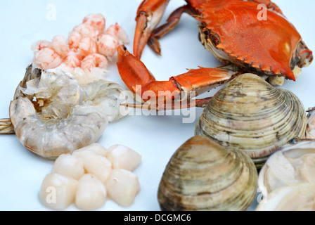Verschiedene Arten von frischen Meeresfrüchten Stockfoto