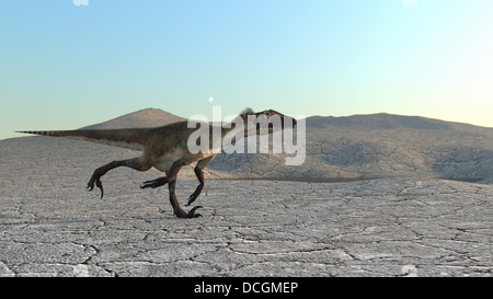 Utahraptor quer durch eine Wüstenlandschaft. Stockfoto