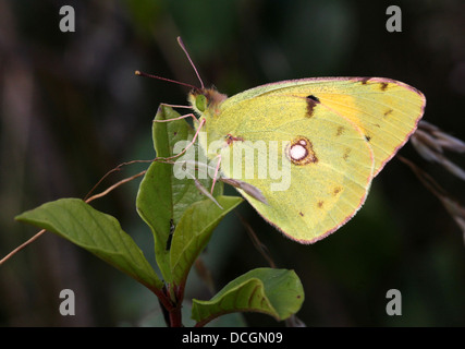 Europäischen gemeinsamen oder dunklen getrübt gelben Schmetterling (Colias Croceus) Stockfoto