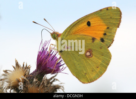 Europäischen gemeinsamen oder dunklen getrübt gelben Schmetterling (Colias Croceus) Fütterung auf eine Distel Blume, vor einem blauen Himmel gesehen Stockfoto
