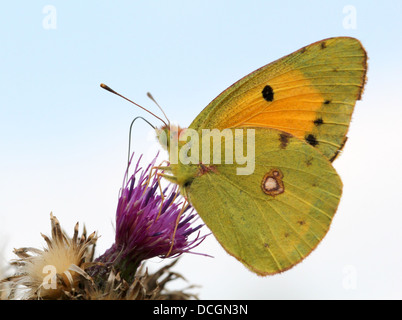 Europäischen gemeinsamen oder dunklen getrübt gelben Schmetterling (Colias Croceus) Fütterung auf eine Distel Blume, vor einem blauen Himmel gesehen Stockfoto