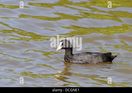 Eurasische Blässhuhn, Fulica Atra, horizontale Portrait eines Erwachsenen schwimmen in einem See. Stockfoto