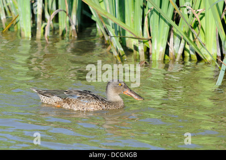 Nördliche Schaufelente, Spatula clypeata, horizontales Porträt eines erwachsenen Mannes im finsterlichen Gefieder, der auf dem Wasser schwimmt. Stockfoto