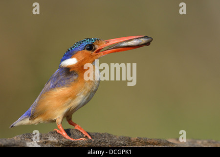 Einen bunten Malachit-Eisvogel mit einem Fisch sitzen auf einem Baumstamm neben einem Fluss im südlichen Afrika Stockfoto