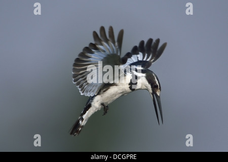 Pied Kingfisher schwebt über einem Fluss im südlichen Afrika Stockfoto