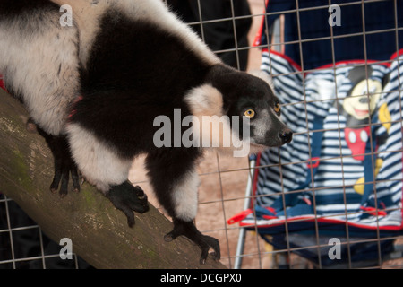 Schwarz-weiß-Ruffed Lemur mit einem Mickey-Mouse-Bild Gürtel auf einem Kinderwagen über den Käfig Draht Stockfoto