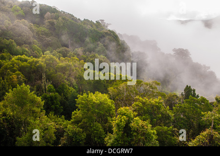 Gemäßigten Regenwald, Dorrigo National Park, NSW, Australien Stockfoto