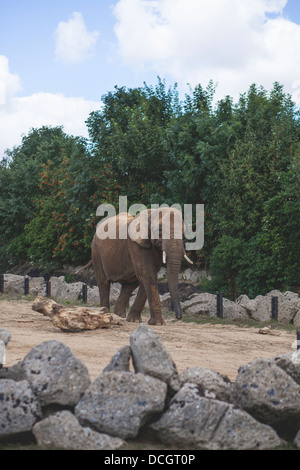 Elefanten in Colchester Zoo mit Bäumen im Hintergrund Stockfoto