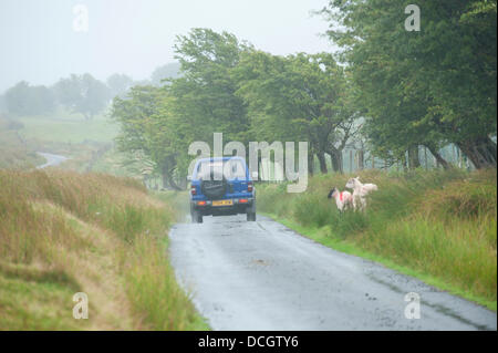 Cambrian Mountains, Powys, UK. 17. August 2013. Schafe suchen Sie Schutz vor Wind und Regen die Eppynt Bereich in Mid Wales getroffen. Bildnachweis: Graham M. Lawrence/Alamy Live-Nachrichten. Stockfoto