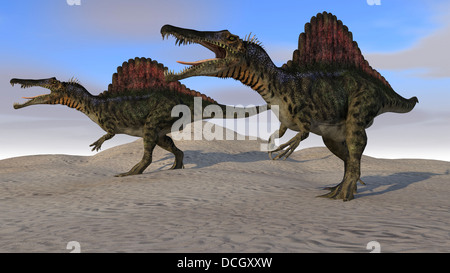 Zwei Spinosaurus Dinosaurier Jagd auf Wüstengebiet. Stockfoto
