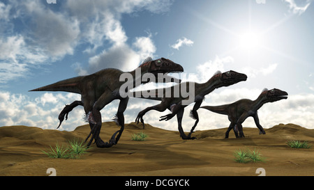 Drei Utahraptor quer Wüstengebiet. Stockfoto