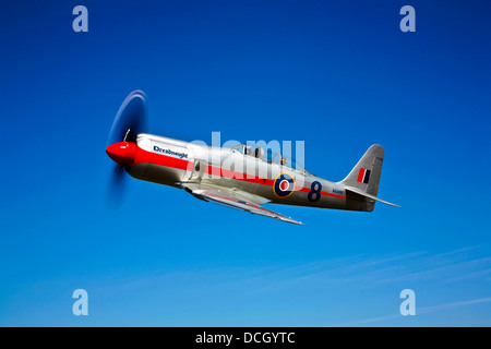 Eine Hawker Sea Fury T Mk.20 Dreadnought Flugzeuge im Flug über Ione, Kalifornien. Stockfoto