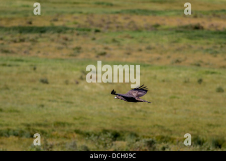 Steinadler (Aquila Chrysaetos) majestätisch, bunt, Raptor, während des Fluges mit Flügeln, seinen Lebensraum nach Nahrung suchen. Stockfoto