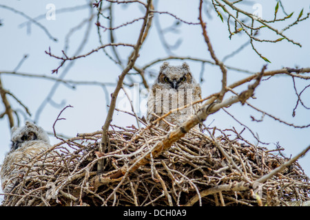 Große gehörnte Eule, (Bubo Virginianus) junge Eulen sitzen im Nest, Mutter und Essen warten. Cochrane, Alberta, Kanada Stockfoto