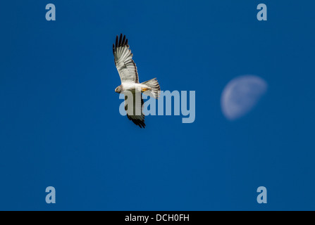 Northern Harrier (Circus Cyaneus) im Flug gegen blauen Himmel und Mond, Raptor, die auf der Suche nach Nahrung. Voll und ganz bunte Flügel ausbreiten Stockfoto