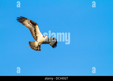 Fischadler (Pandion Haliaetus) fliegen, gegen blauen Himmel, mit Nistmaterial, am Bow River, ausbreiten voll Flügel Stockfoto