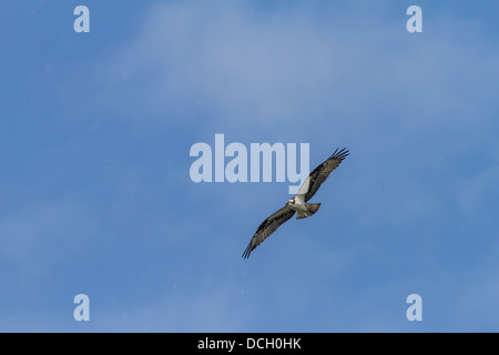 Fischadler (Pandion Haliaetus) im Flug und steigenden gegen blauen Himmel, Raptor, die auf der Suche nach Fisch. Voll und ganz bunte Flügel ausbreiten Stockfoto